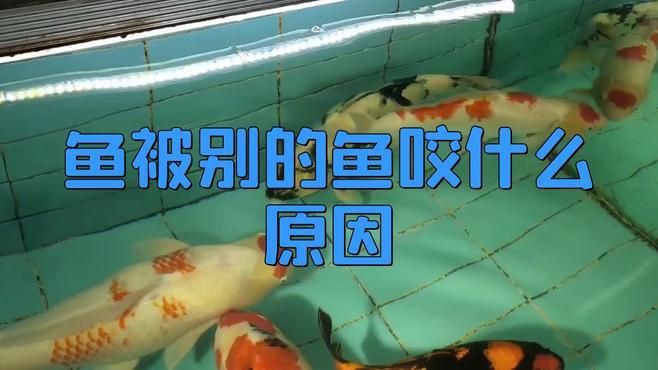 瑪麗魚為啥老咬其他魚，瑪麗魚為什么老咬其他魚音瀾老師瑪麗魚會打架嗎
