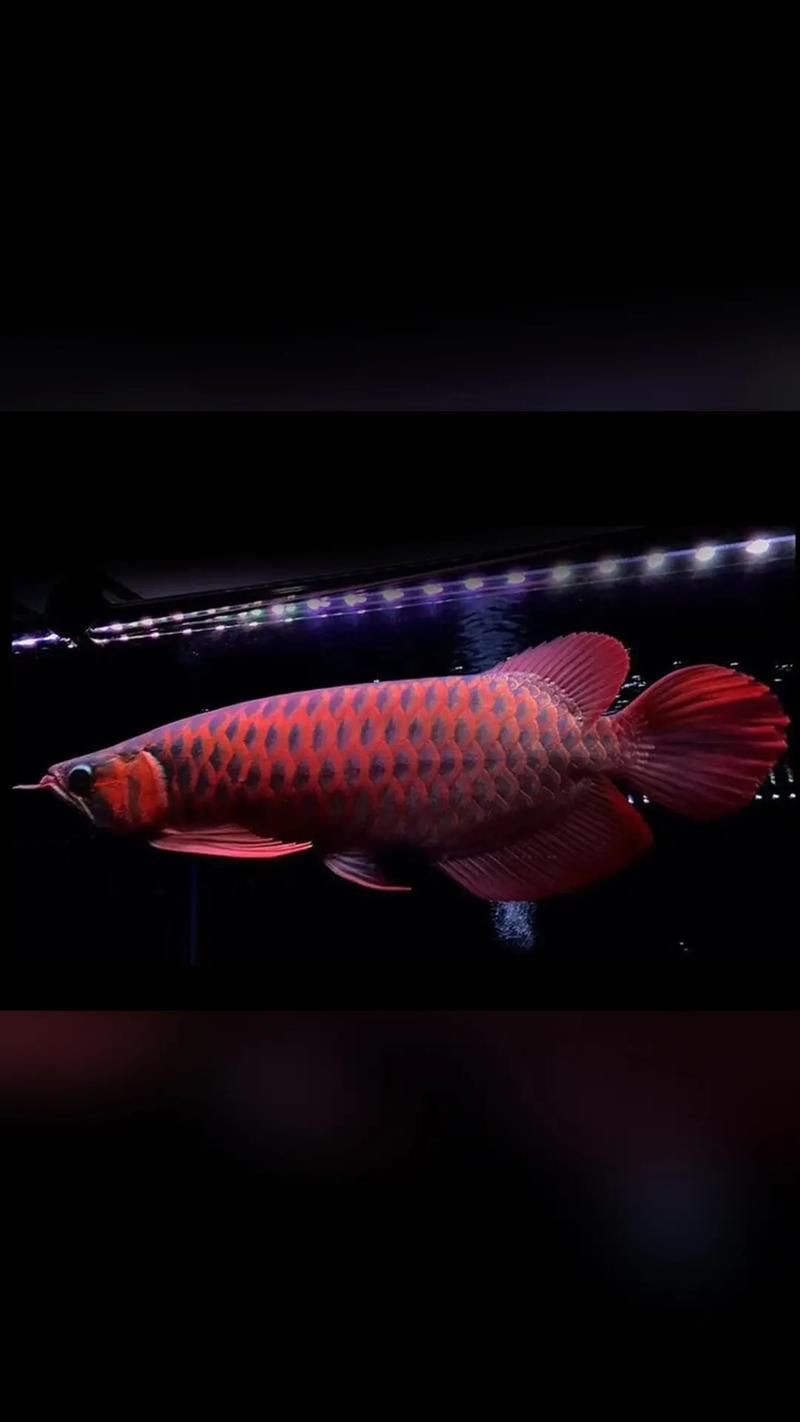 最漂亮的紅龍魚圖片，最漂亮的紅龍魚圖片欣賞 最漂亮的紅龍魚圖片，最漂亮的紅龍魚圖片欣賞 龍魚百科 第11張