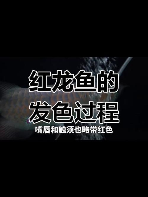 紅龍魚生長速度圖解，養紅龍魚發色出狀態攻略