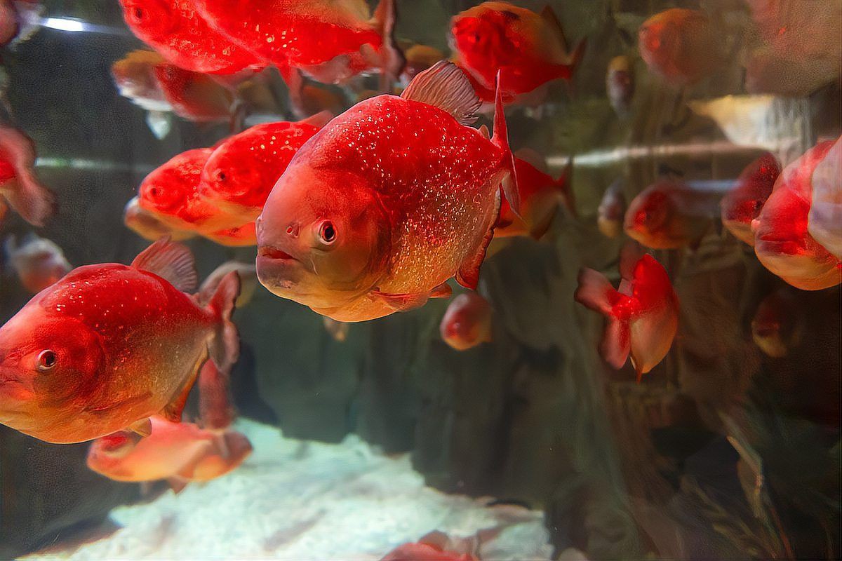 紅龍魚生長速度圖解，養紅龍魚發色出狀態攻略