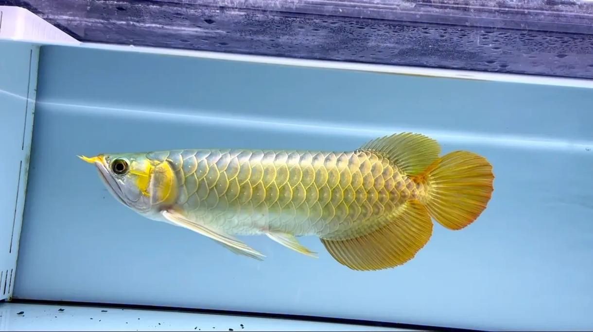 紅龍魚生長速度圖解，養紅龍魚發色出狀態攻略