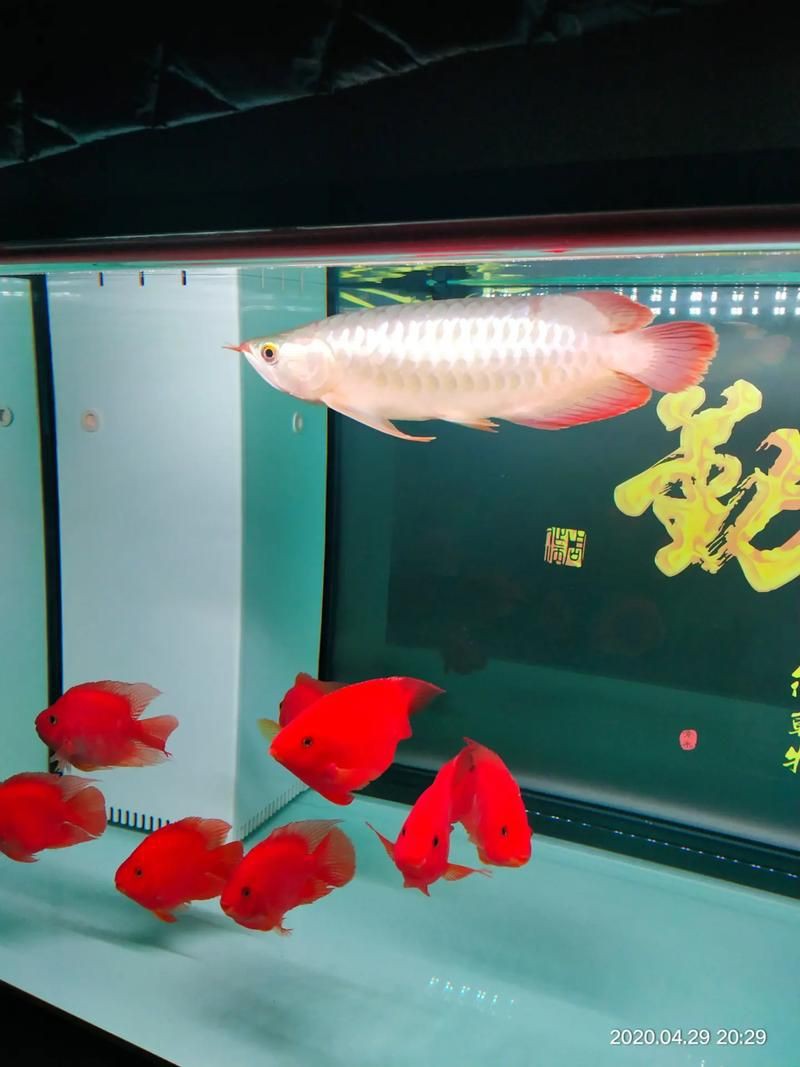 紅龍魚生長速度圖解，養紅龍魚發色出狀態攻略