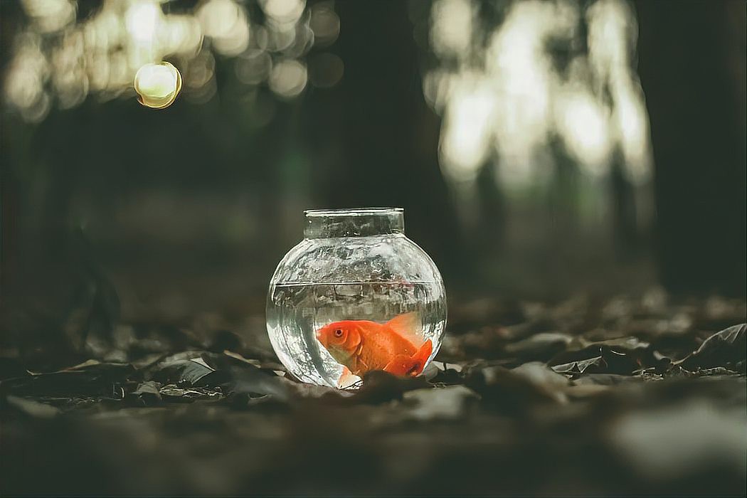 佛與魚的圖片和文字，《佛與魚的圖片和文字》