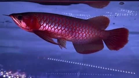 紅龍魚的價格是多少，昆明紅龍魚價格2688貴嗎愛奇藝5塊錢買下原價5000的極品紅龍魚