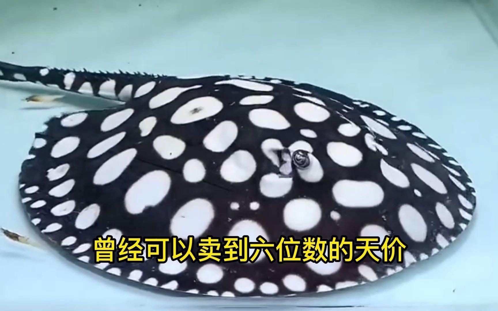 皇冠黑金魟魚怎么養(yǎng)，皇冠黑金魟魚的飼養(yǎng)注意事項 皇冠黑金魟魚怎么養(yǎng)，皇冠黑金魟魚的飼養(yǎng)注意事項 龍魚論壇 第11張