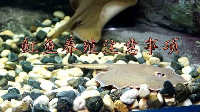 皇冠黑金魟魚怎么養(yǎng)，皇冠黑金魟魚的飼養(yǎng)注意事項 皇冠黑金魟魚怎么養(yǎng)，皇冠黑金魟魚的飼養(yǎng)注意事項 龍魚論壇 第3張