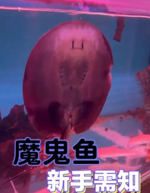 皇冠黑金魟魚怎么養(yǎng)，皇冠黑金魟魚的飼養(yǎng)注意事項 皇冠黑金魟魚怎么養(yǎng)，皇冠黑金魟魚的飼養(yǎng)注意事項 龍魚論壇 第9張