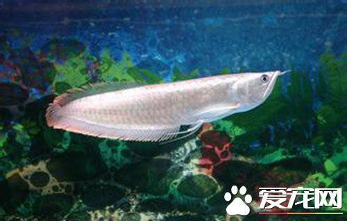 哪些食物可以增強龍魚免疫力？，增強龍魚免疫力的食物