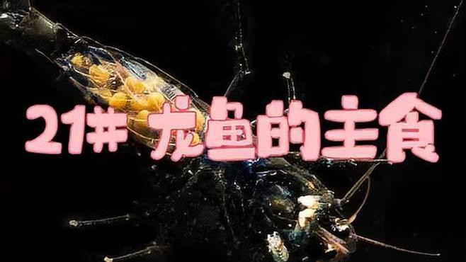 哪些食物是龍魚最喜歡的？，龍魚最喜歡的食物類型及注意事項