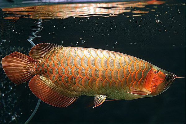 如何挑選高質量的金龍魚圖片？，如何快速區分金龍魚品質帝龍阿輝