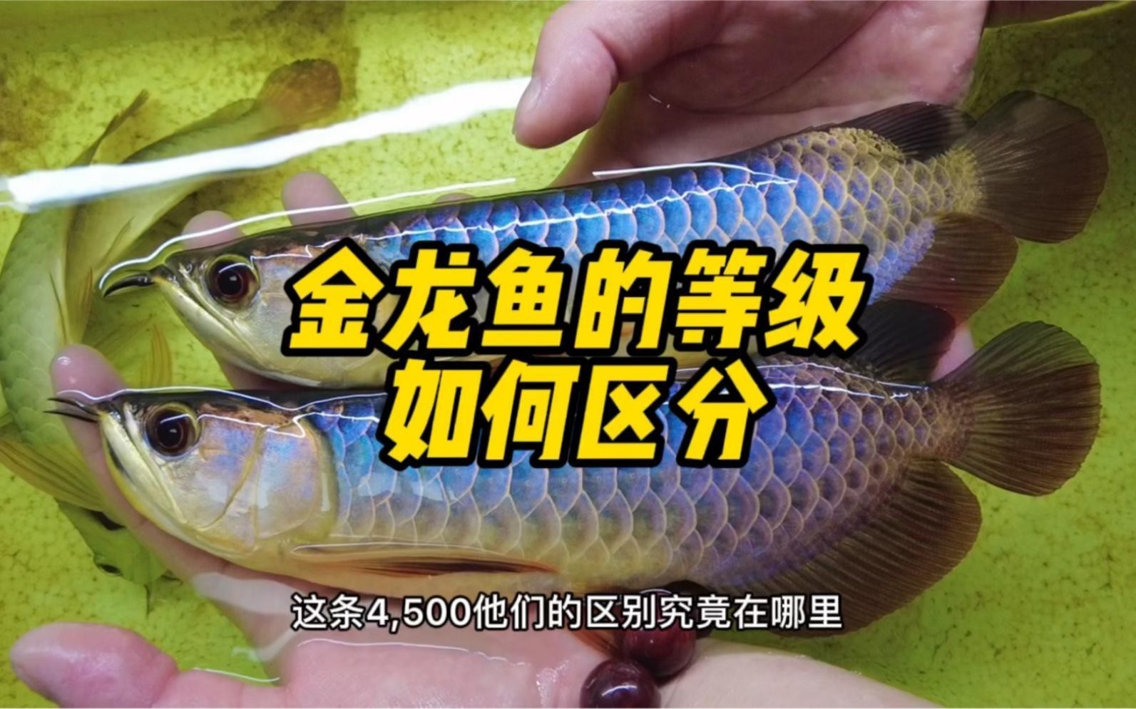 如何判斷50公分高背金龍魚的品相？，如何判斷50公分高背金龍魚與b過有何區別如何區分