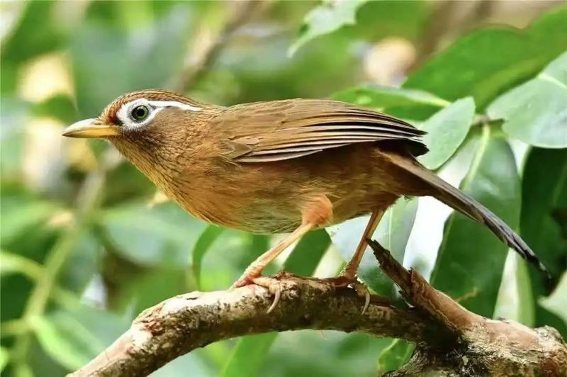 國家一二三級保護動物，中國對野生動物保護動物實施分級保護制度和瀕危劃分