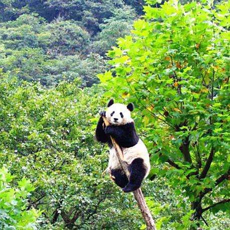國家一二三級保護動物，中國對野生動物保護動物實施分級保護制度和瀕危劃分