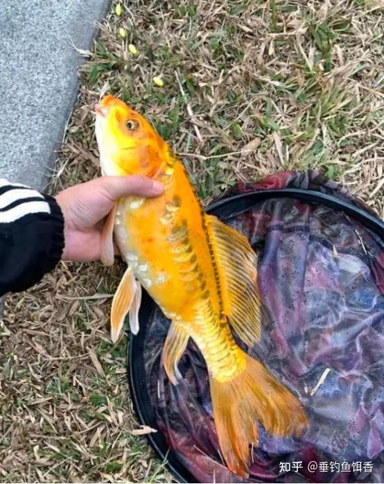 哪個品系的龍鳳魚最稀有？，垂釣魚餌香編輯，黃金龍鳳魚有哪些特殊基因？ 哪個品系的龍鳳魚最稀有？，垂釣魚餌香編輯，黃金龍鳳魚有哪些特殊基因？ 龍魚百科 第1張
