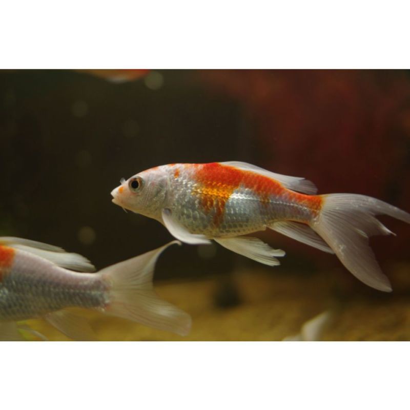 哪個品系的龍鳳魚最稀有？，垂釣魚餌香編輯，黃金龍鳳魚有哪些特殊基因？ 哪個品系的龍鳳魚最稀有？，垂釣魚餌香編輯，黃金龍鳳魚有哪些特殊基因？ 龍魚百科 第2張