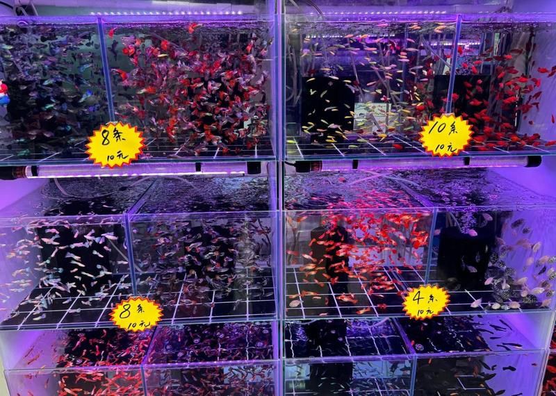 隨州水族批發市場，隨州水族批發市場是當地重要的水產交易集散地