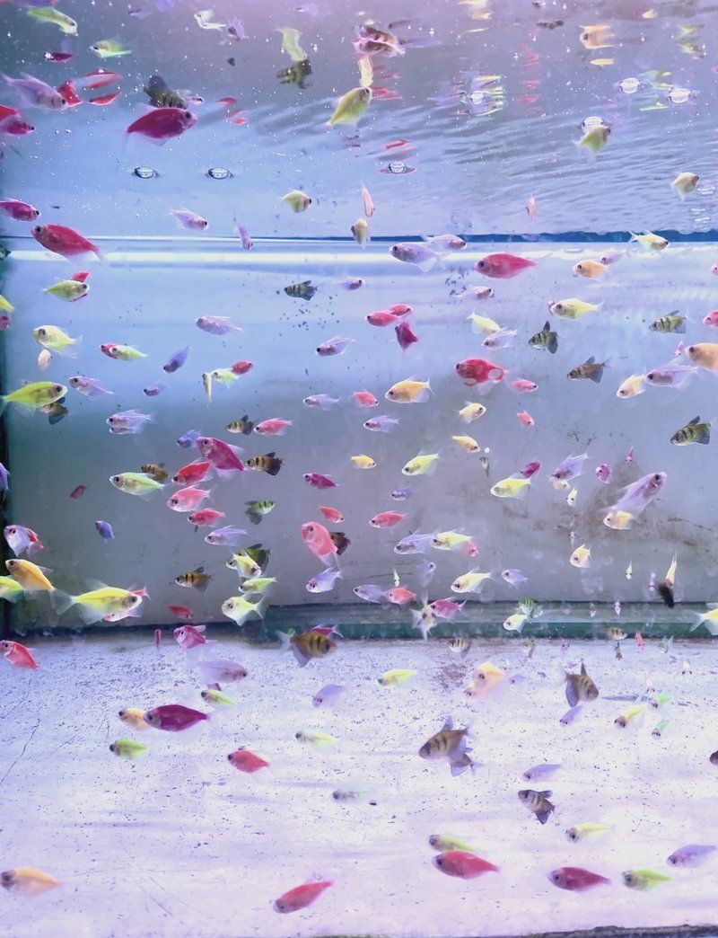 隨州水族批發市場，隨州水族批發市場是當地重要的水產交易集散地