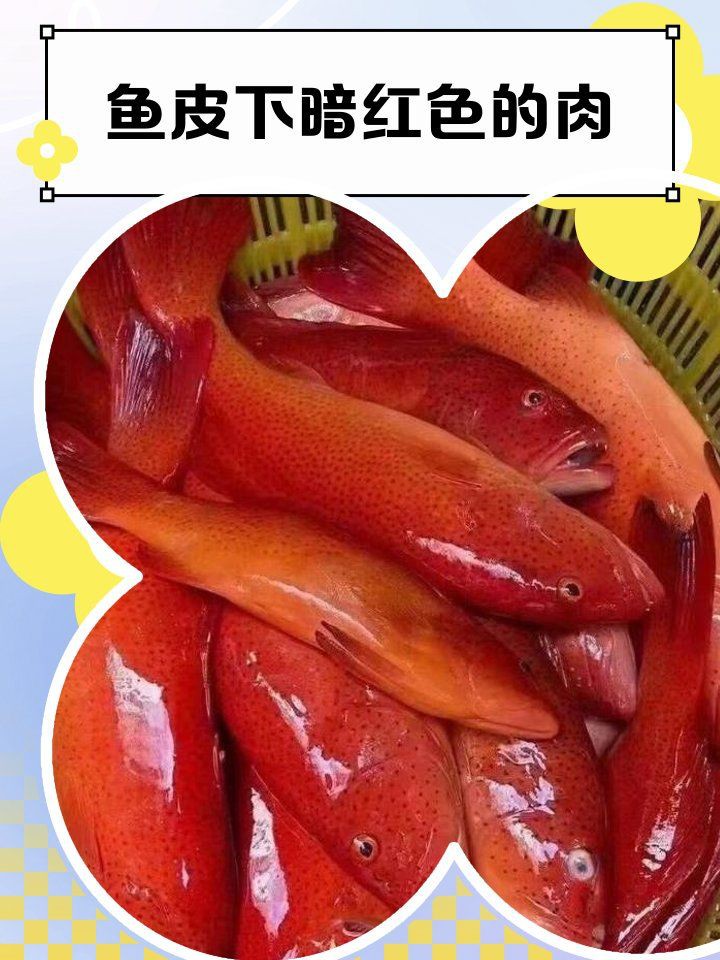 魚身上紅色淤血要警惕，魚身上出現紅色淤血怎么辦？ 魚身上紅色淤血要警惕，魚身上出現紅色淤血怎么辦？ 龍魚百科 第6張