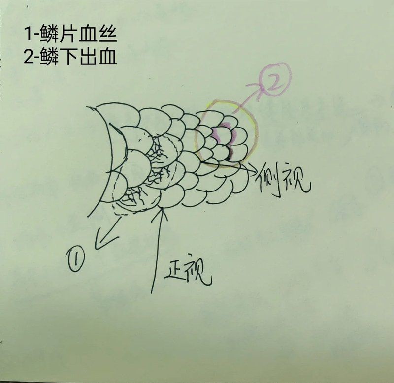 魚身上紅色淤血要警惕，魚身上出現紅色淤血怎么辦？ 魚身上紅色淤血要警惕，魚身上出現紅色淤血怎么辦？ 龍魚百科 第14張