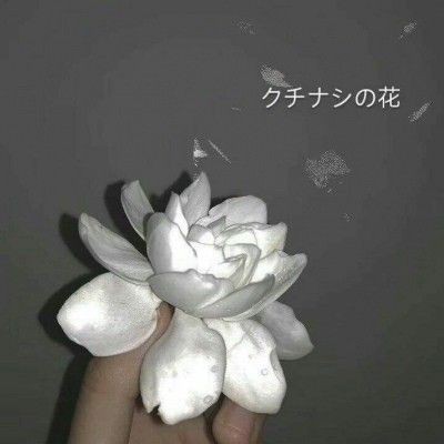 魚身上紅色淤血要警惕，魚身上出現紅色淤血怎么辦？ 魚身上紅色淤血要警惕，魚身上出現紅色淤血怎么辦？ 龍魚百科 第15張