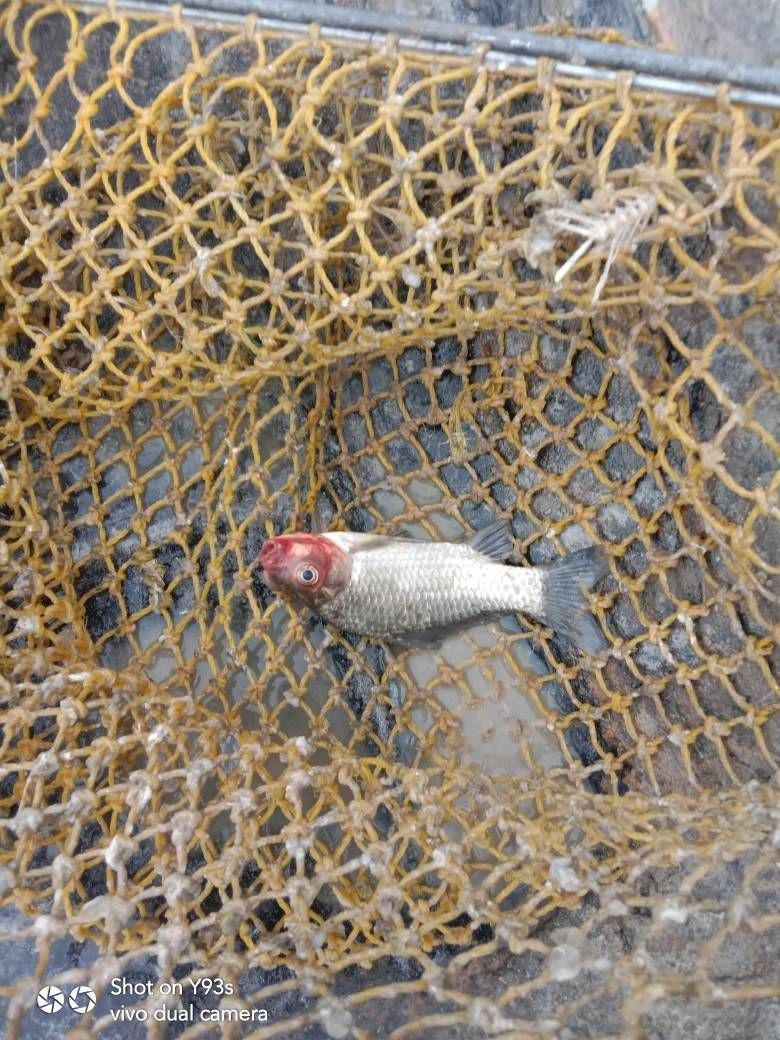 魚身上紅色淤血要警惕，魚身上出現紅色淤血怎么辦？ 魚身上紅色淤血要警惕，魚身上出現紅色淤血怎么辦？ 龍魚百科 第3張