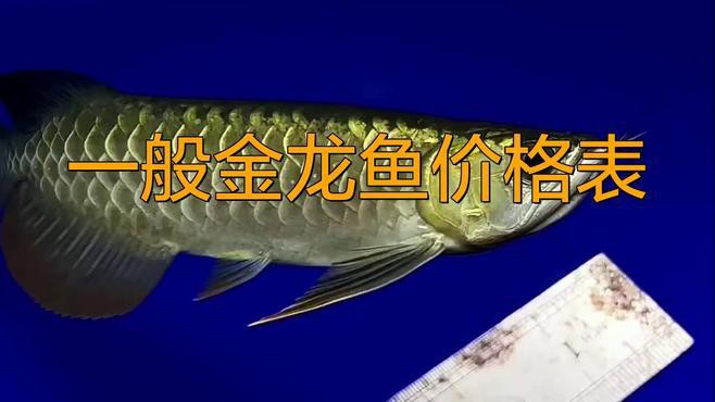 古典金龍和過背金龍的價格差異大嗎？，古典金龍與過背金龍價格差異