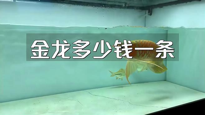 古典金龍和過背金龍的價格差異大嗎？，古典金龍與過背金龍價格差異