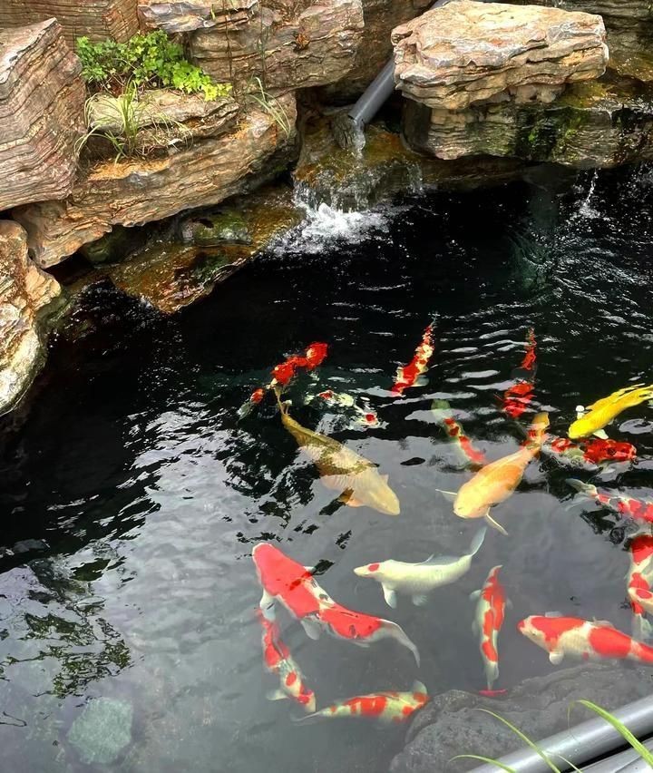 露天魚池水變綠怎么處理，《露天魚池水變綠處理方法摘要》