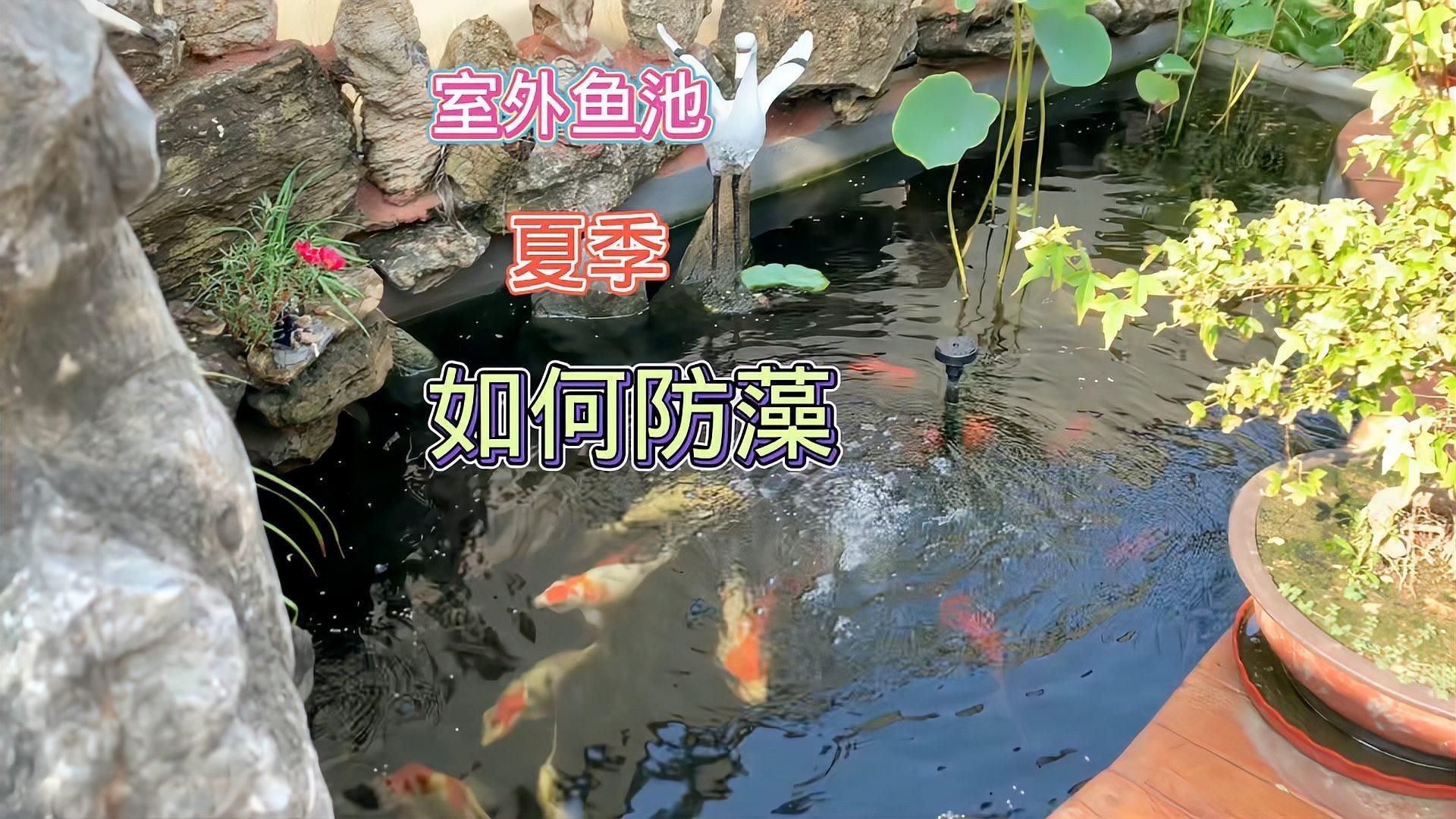 露天魚池水變綠怎么處理，《露天魚池水變綠處理方法摘要》