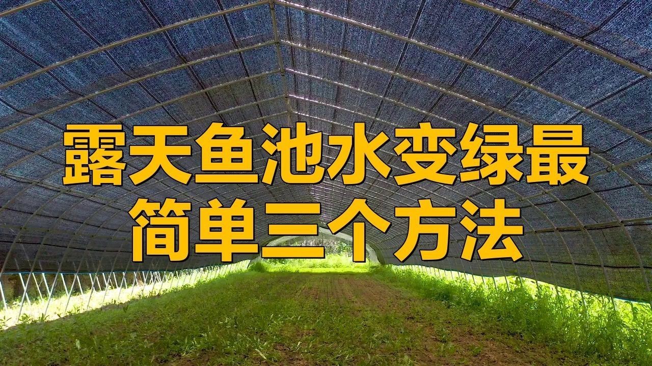 露天魚池水變綠怎么處理，《露天魚池水變綠處理方法摘要》