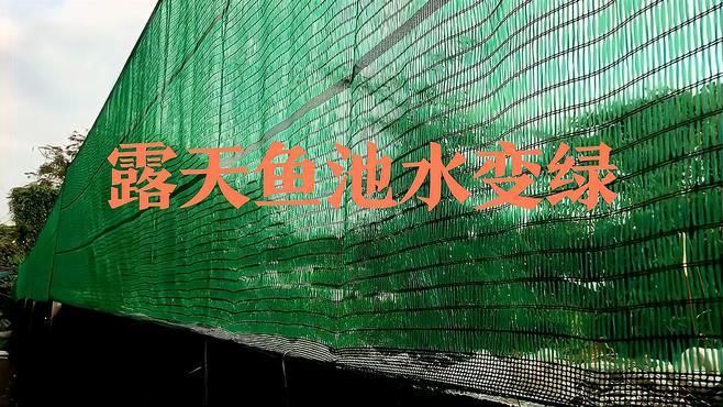 露天魚池水變綠怎么處理，《露天魚池水變綠處理方法摘要》