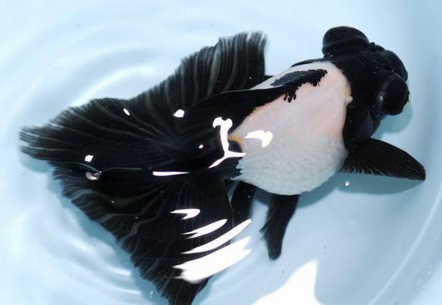 龍魚腸炎老三樣是什么？，龍魚生病的時候，這幾種“萬能處理方法”,新手朋友要牢記！