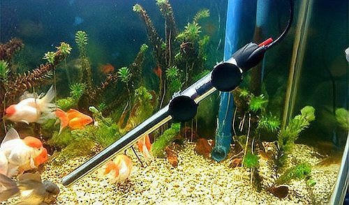 龍魚腸炎老三樣是什么？，龍魚生病的時候，這幾種“萬能處理方法”,新手朋友要牢記！