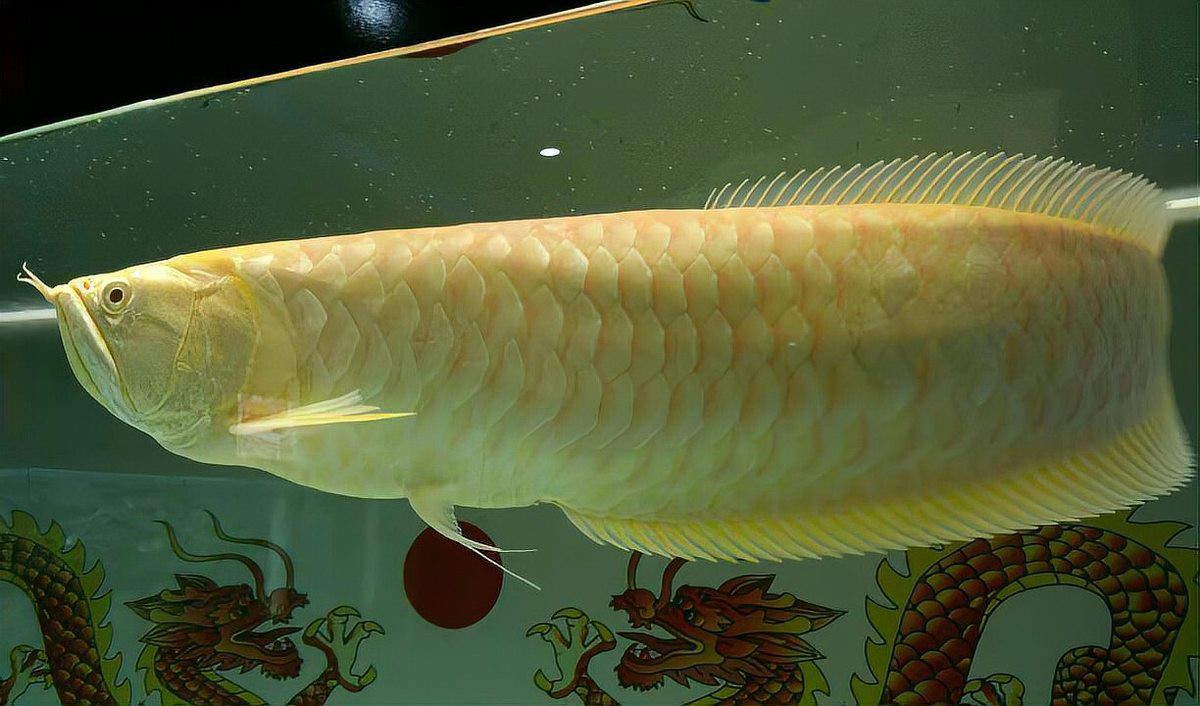 龍魚腸炎老三樣是什么？，龍魚生病的時候，這幾種“萬能處理方法”,新手朋友要牢記！