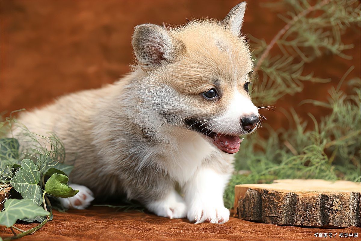 哪些征兆表明小火龍需要補水？，判斷小火龍是否缺水的相關征兆