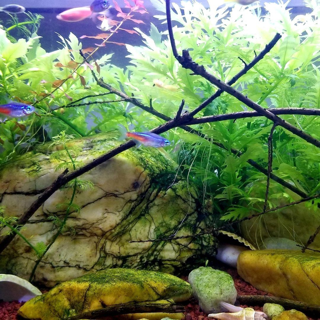 萊蕪魚缸維護，萊蕪魚缸專業維護全攻略