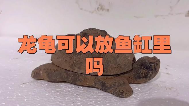 如何判斷魚缸是否適合放龍龜，如何判斷魚缸是否適合放龍龜，龍龜可以和魚一起放魚缸養嗎