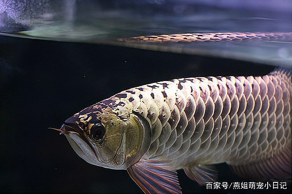 古典藍底過背金龍魚的市場價格有波動嗎？，古典藍底過背金龍魚價格多少錢