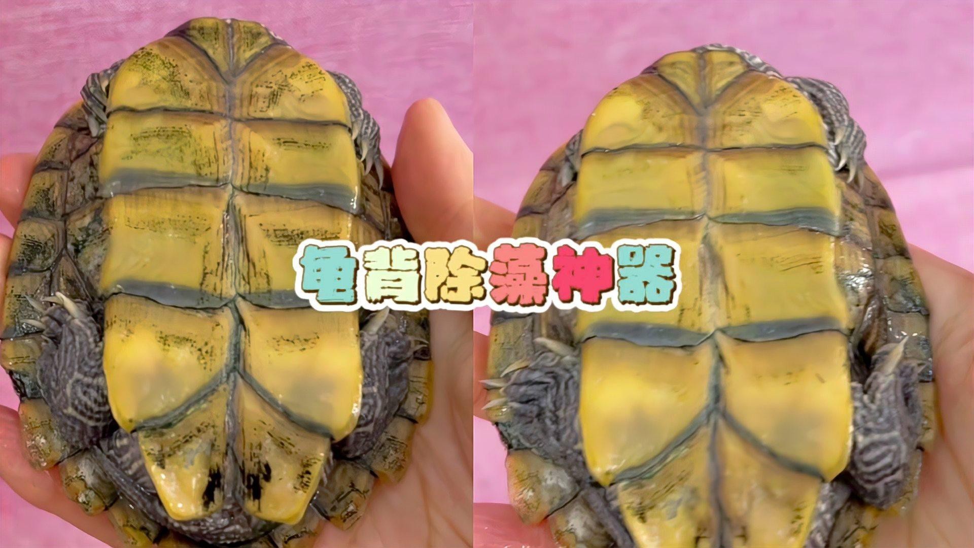 哪些清潔用品適合龍龜？，愛奇藝龜背除藻神器～嘟嘟寶清理龜缸必備 哪些清潔用品適合龍龜？，愛奇藝龜背除藻神器～嘟嘟寶清理龜缸必備 龍魚百科 第2張