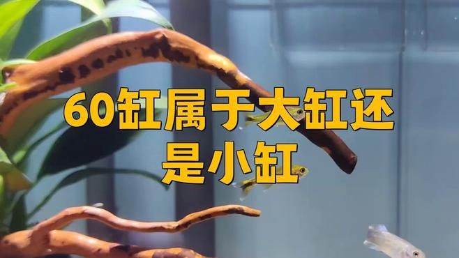 家用60還是80的魚缸好，60升魚缸、60升與80升魚缸規(guī)格的選擇難題