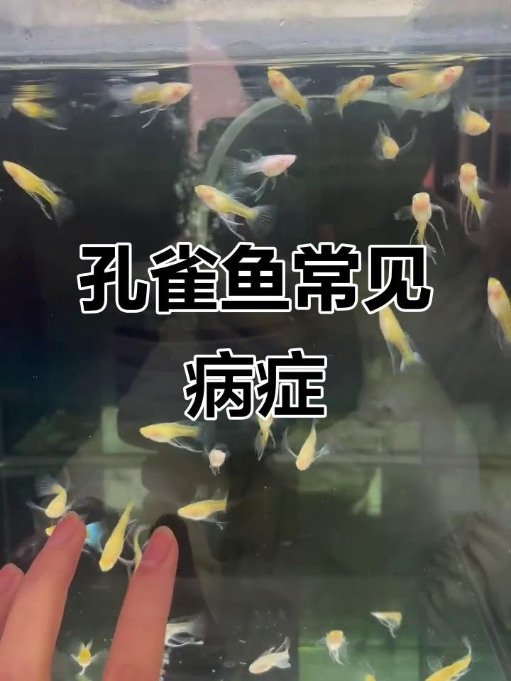 如何判斷紅龍孔雀魚(yú)是否健康？，《如何判斷紅龍孔雀魚(yú)是否健康》10個(gè)關(guān)鍵點(diǎn)教你識(shí)別