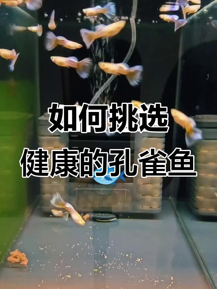 如何判斷紅龍孔雀魚是否健康？，《如何判斷紅龍孔雀魚是否健康》10個關鍵點教你識別