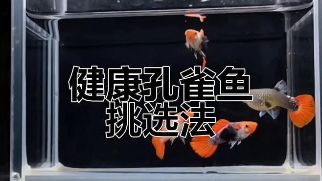 如何判斷紅龍孔雀魚是否健康？，《如何判斷紅龍孔雀魚是否健康》10個關鍵點教你識別