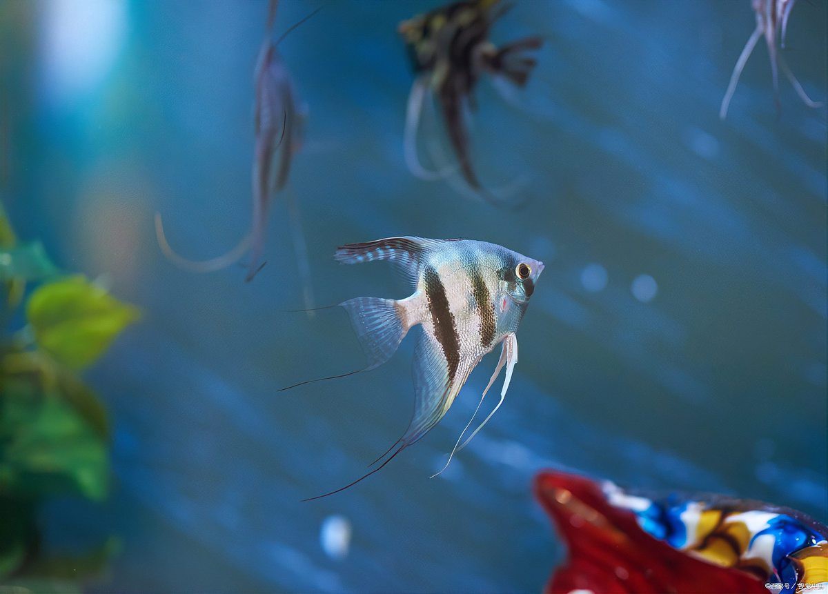 神仙魚水溫16度會死嗎，神仙魚養護手冊《神仙魚養護手冊》神仙魚養護手冊 神仙魚水溫16度會死嗎，神仙魚養護手冊《神仙魚養護手冊》神仙魚養護手冊 龍魚論壇 第3張