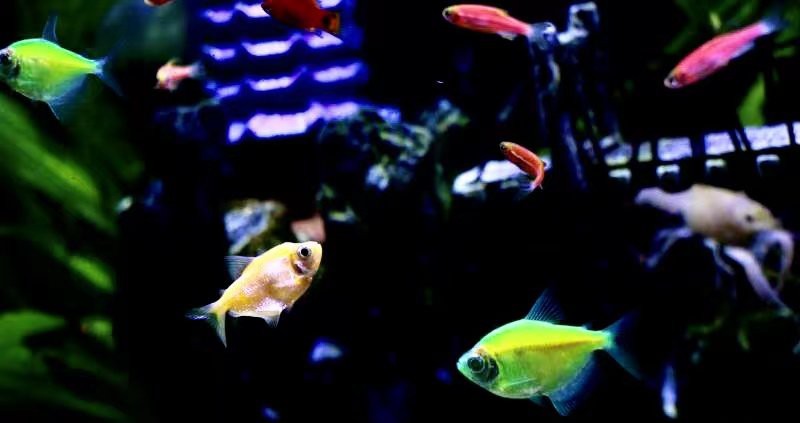 神仙魚水溫16度會死嗎，神仙魚養護手冊《神仙魚養護手冊》神仙魚養護手冊 神仙魚水溫16度會死嗎，神仙魚養護手冊《神仙魚養護手冊》神仙魚養護手冊 龍魚論壇 第8張