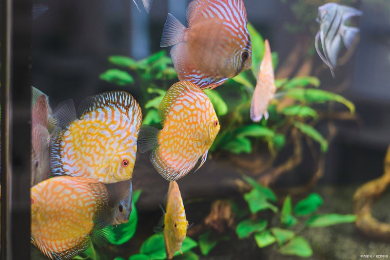 神仙魚水溫16度會死嗎，神仙魚養護手冊《神仙魚養護手冊》神仙魚養護手冊 神仙魚水溫16度會死嗎，神仙魚養護手冊《神仙魚養護手冊》神仙魚養護手冊 龍魚論壇 第1張