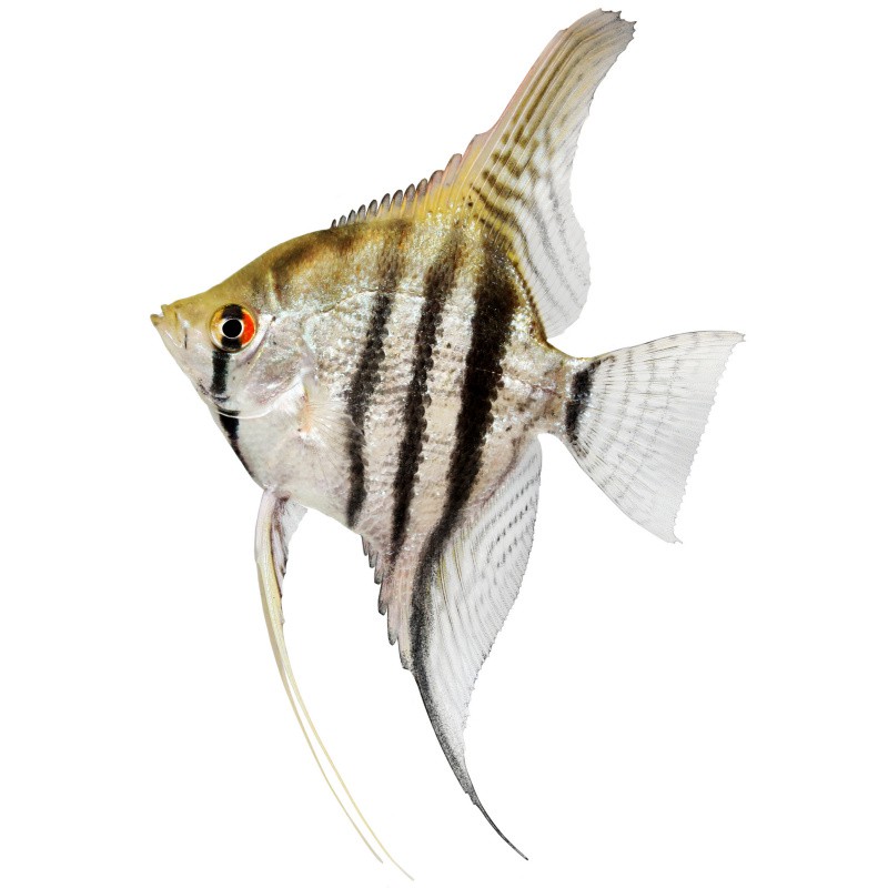 神仙魚水溫16度會死嗎，神仙魚養護手冊《神仙魚養護手冊》神仙魚養護手冊 神仙魚水溫16度會死嗎，神仙魚養護手冊《神仙魚養護手冊》神仙魚養護手冊 龍魚論壇 第10張