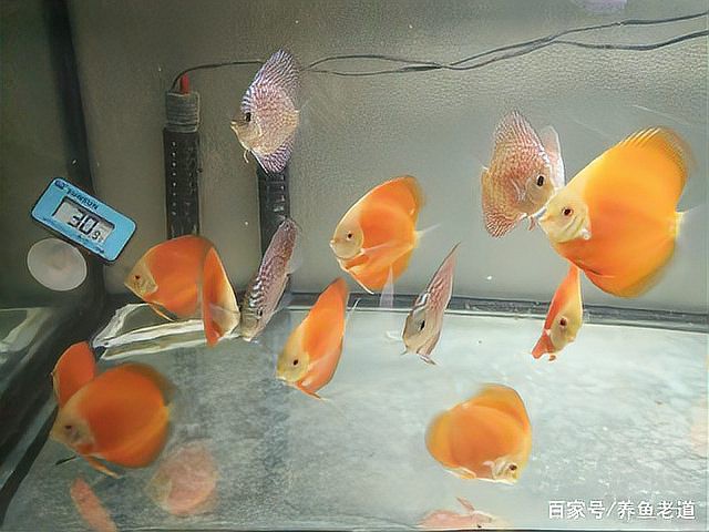 神仙魚水溫16度會死嗎，神仙魚養護手冊《神仙魚養護手冊》神仙魚養護手冊 神仙魚水溫16度會死嗎，神仙魚養護手冊《神仙魚養護手冊》神仙魚養護手冊 龍魚論壇 第7張