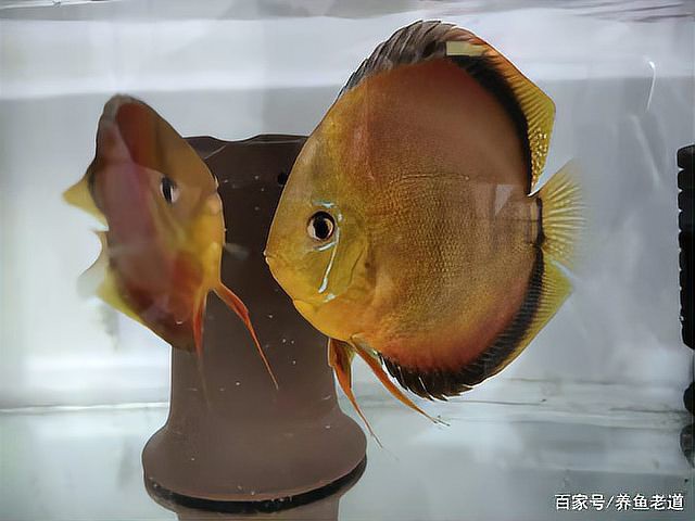 神仙魚水溫16度會死嗎，神仙魚養護手冊《神仙魚養護手冊》神仙魚養護手冊 神仙魚水溫16度會死嗎，神仙魚養護手冊《神仙魚養護手冊》神仙魚養護手冊 龍魚論壇 第12張