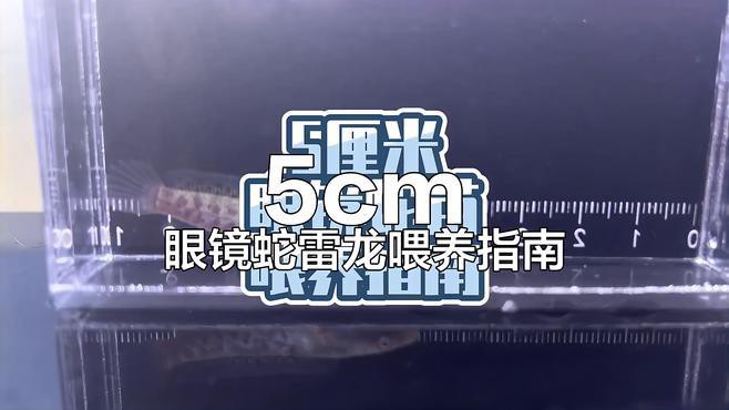 5cm龍魚苗的飼養難度如何？，五厘米眼鏡蛇雷龍苗飼養全攻略五厘米眼鏡蛇雷龍苗飼養全攻略